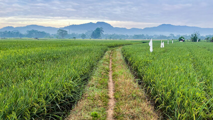 A narrow rural dirt path in the middle of a rice field, surrounded by green vegetation, with a scenic hill in the background