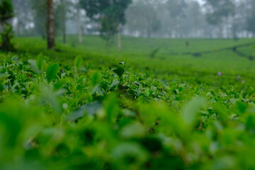 Tea plantation. Camellia sinensis is a tea plant, a species of plant whose leaves and shoots are used to make tea.