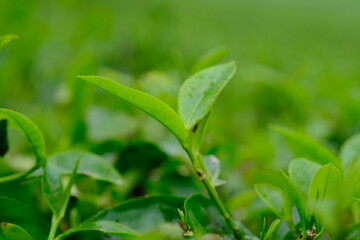 Fototapeta premium Tea plantation. Tea leaf shoots. Camellia sinensis is a tea plant, a species of plant whose leaves and shoots are used to make tea