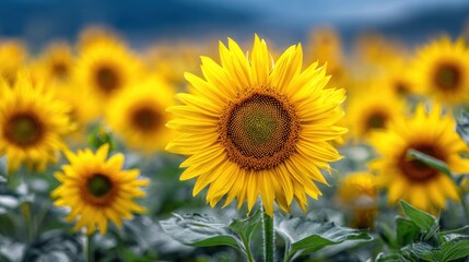Fototapeta premium Bright yellow sunflowers field