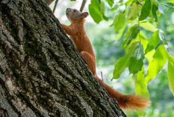 Red squirrel climbing tree in summer forest 