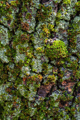 Moss and lichen growing on rough tree bark