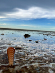 shell on the beach