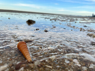 sea shell on the beach
