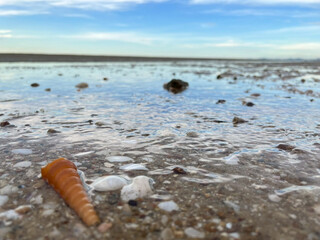 sea shells on the beach