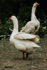 Two white domestic geese in rural yard 