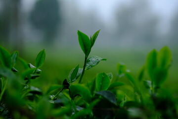 Tea plantation. Tea leaf shoots. Camellia sinensis is a tea plant, a species of plant whose leaves and shoots are used to make tea