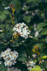 Blooming hawthorn flowers with green foliage