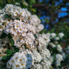Blooming spiraea bush in golden hour light