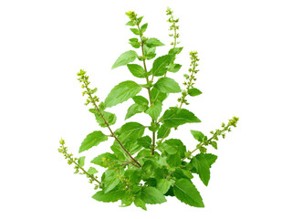 Naklejka premium Fresh green basil plant sprigs isolated on black background, Isolated On White Background, Png Transparent