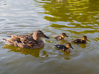 Mother duck swimming with fluffy ducklings on lake 