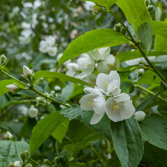 Fresh blooming jasmine flowers in green summer foliage 
