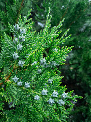 Fototapeta premium Wet evergreen twigs with natural blue cones