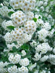 Springtime floral cluster captured after morning shower