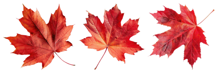 PNG Vibrant autumn maple leaves trio, element set on transparent background