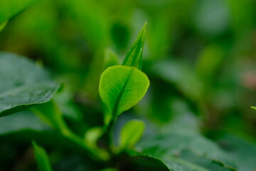 Tea plantation. Tea leaf shoots. Camellia sinensis is a tea plant, a species of plant whose leaves and shoots are used to make tea