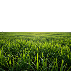 Obraz premium Realistic Photo Green Grass Field under Sunlight on Transparent Background