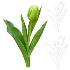 Obraz premium Realistic Photo Green Tulip Isolated on White Background Fresh Bloom Display