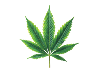 Single cannabis leaf isolated on black background, Isolated On White Background, Png Transparent