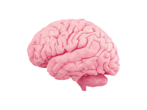 Pink human brain anatomy medical illustration 3d render, Isolated On White Background, Png Transparent