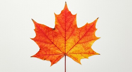 Fototapeta premium Vibrant Orange Maple Leaf Isolated on White Background