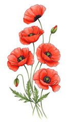 Obraz premium Realistic Watercolor Illustration of Red Poppies Bouquet on White Background