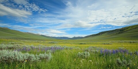 Obraz premium A vast meadow filled with tall grass and wildflowers moving with the wind