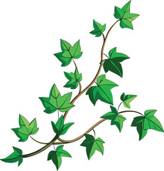 Ivy vine