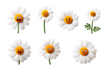 Smiling daisies on clear background