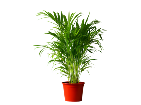Lush green parlor palm plant in red pot isolated on black background, Isolated On White Background, Png Transparent