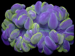 Platygyra sinuosa coral with vibrant purple and green hues. Its unique brain-like ridges and folds...