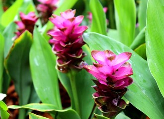 Vibrant Siam Tulip Flowers in Tropical Garden with Green Foliage – Curcuma Alismatifolia Close-Up