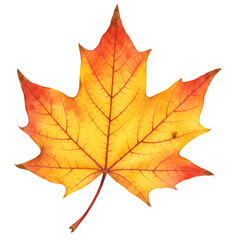 Fototapeta premium Realistic Isolated Photo of a Colorful Maple Leaf against Transparent Background