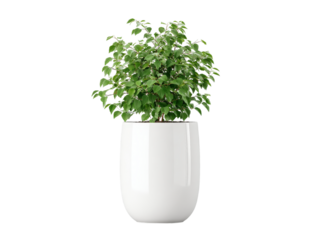 Lush green plant in modern white oval pot indoor decor, Isolated On White Background, Png Transparent