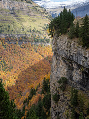 Trees in Autumn in Mountains