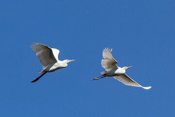 Two Cattle Egrets in flight