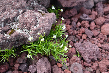 Climbing Mount Fuji, Shizuoka, Yamanashi, Japan