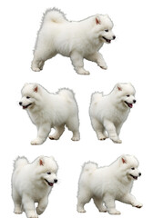 White Samoyed Puppies Posing Isolated With Transparent Background Photo