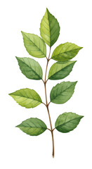 Fototapeta premium Watercolor Illustration Of Green Leaves On Branch Isolated On Transparent Background