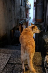 A dog is standing on a stone staircase in a dark alley