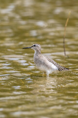 Wood Sandpiper Tringa glareola Medium-sized brownish wader with a white belly, varied pale spotting and spangling on back