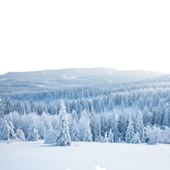 Winter Snowy Forest Landscape Photo with White Trees in Snowfall