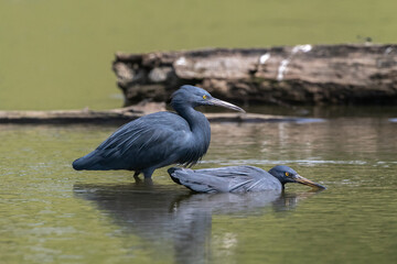 The Pacific reef heron (Egretta sacra), also known as the eastern reef heron or eastern reef egret