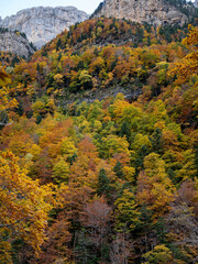 Trees in Autumn in Mountains