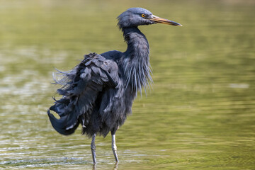 The Pacific reef heron (Egretta sacra), also known as the eastern reef heron or eastern reef egret
