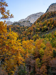 Trees in Autumn in Mountains