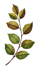 Watercolor Illustration Of Autumn Leaves On A Branch Isolated On Transparent Background