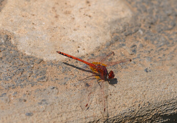 Dragonfly Resting on Tiles Near Swimming Pool