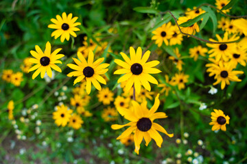 Bright yellow wildflowers with dark centers in bloom.