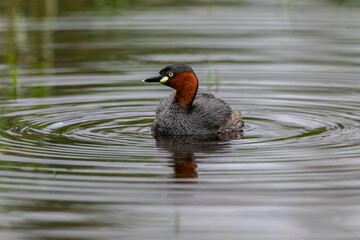 The little grebe is a small water bird with a pointed bill